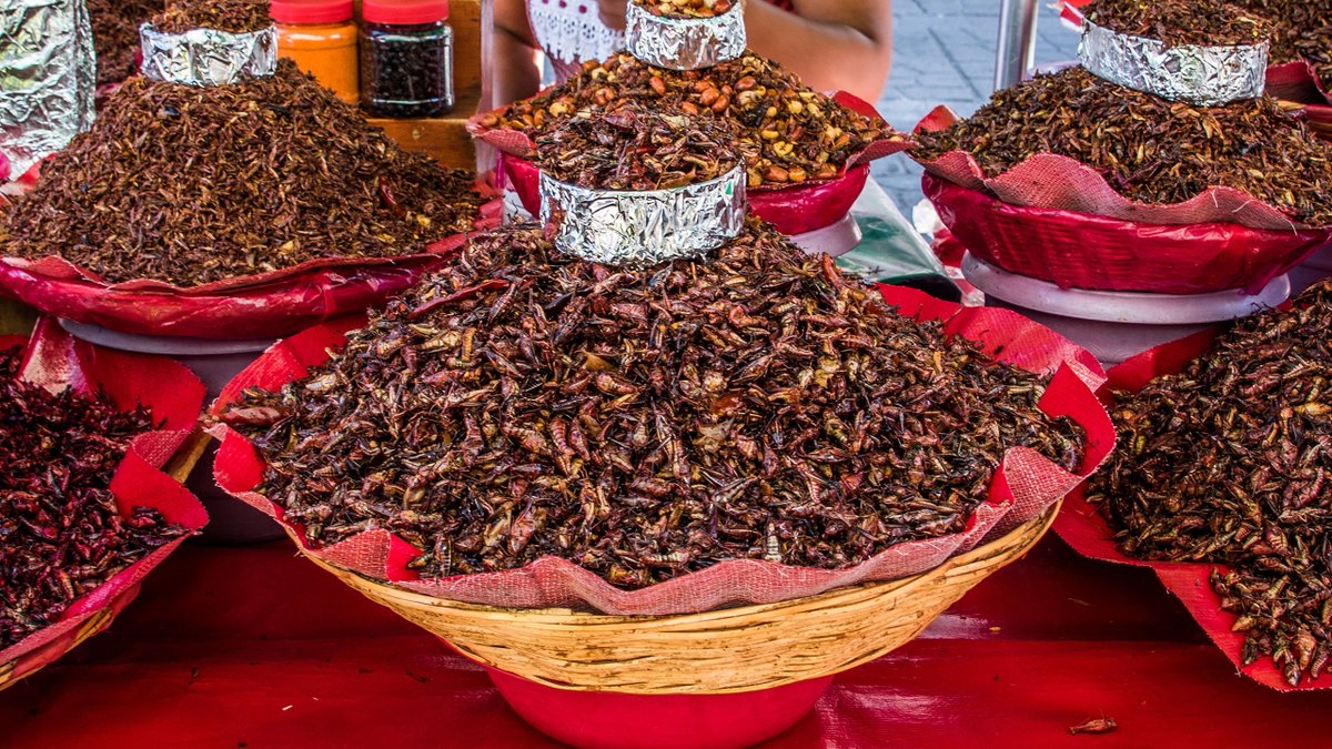 Ya hay tantos chapulines en MORENA que hasta dan ganas de ponerles chile y limón, no de votarlos pero si de botarlos alv.