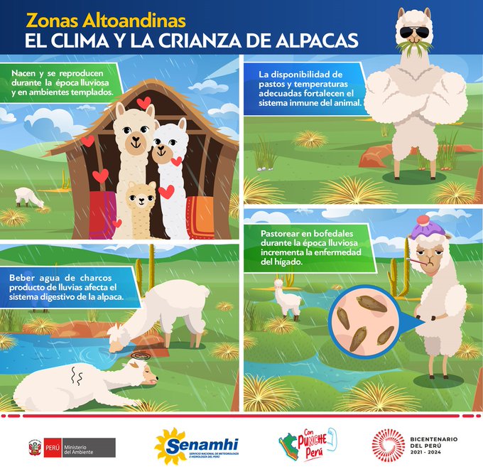 ¿Sabías que la temporada de lluvias y el clima templado son esenciales para la parición y reproducción de las alpacas en zonas altoandinas?