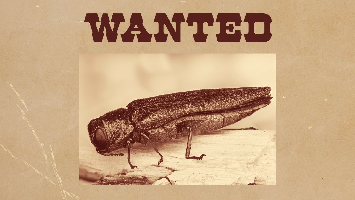 It's National Invasive Species Week, and we're here to talk about public enemy no. 1 to our #UrbanForest — the Emerald ash borer or (EAB).

A 🪲🧵: #NISAW