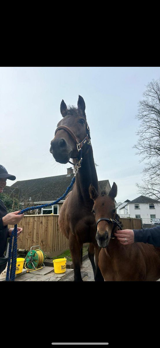 #foalfriday We visited Voi and her foal Rosie this week and WOW has she grown! @MickleyStud