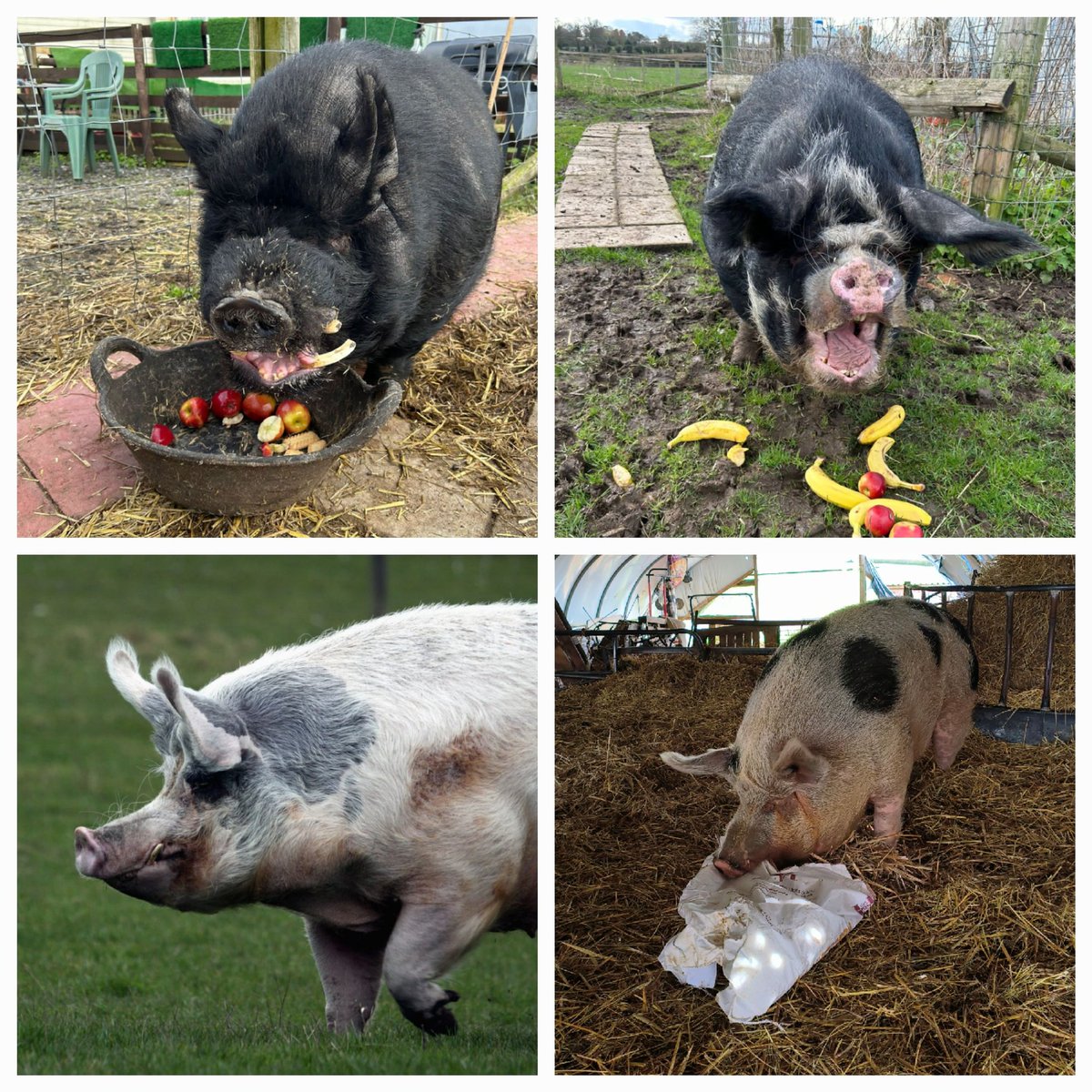 #TobyPig 
#PennyPig
#WilmaPig 
#BigGeorgePig 
We love you 🤗
We respect you 🥰
We will protect you & speak up for your kind – & the right of ALL pigs not to be commoditised, incarcerated & killed without mercy – for as long as we live 🐖
#NationalPigDay