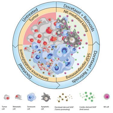 Online Now: Retinoic acid receptor activation reprograms senescence response and enhances anti-tumor activity of natural killer cells dlvr.it/T3Tzrr