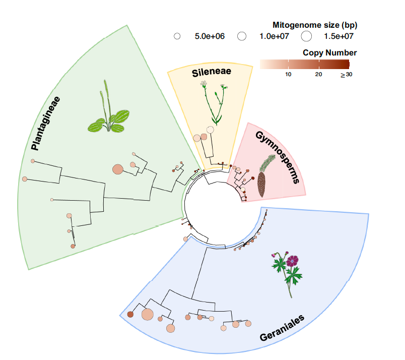 Havird Lab (@havirdlab) on Twitter photo Anytime I talk about extreme rate variation in plant mtDNA evolution, people ask why some lineages evolve fast. <a href="/KendraZwonitzer/">Kendra Zwonitzer</a> took that personally. Her paper out today @PNAS offers some evidence for one possibility.
pnas.org/doi/10.1073/pn… Anytime I talk about extreme rate variation in plant mtDNA evolution, people ask why some lineages evolve fast. <a href="/KendraZwonitzer/">Kendra Zwonitzer</a> took that personally. Her paper out today @PNAS offers some evidence for one possibility.
pnas.org/doi/10.1073/pn…