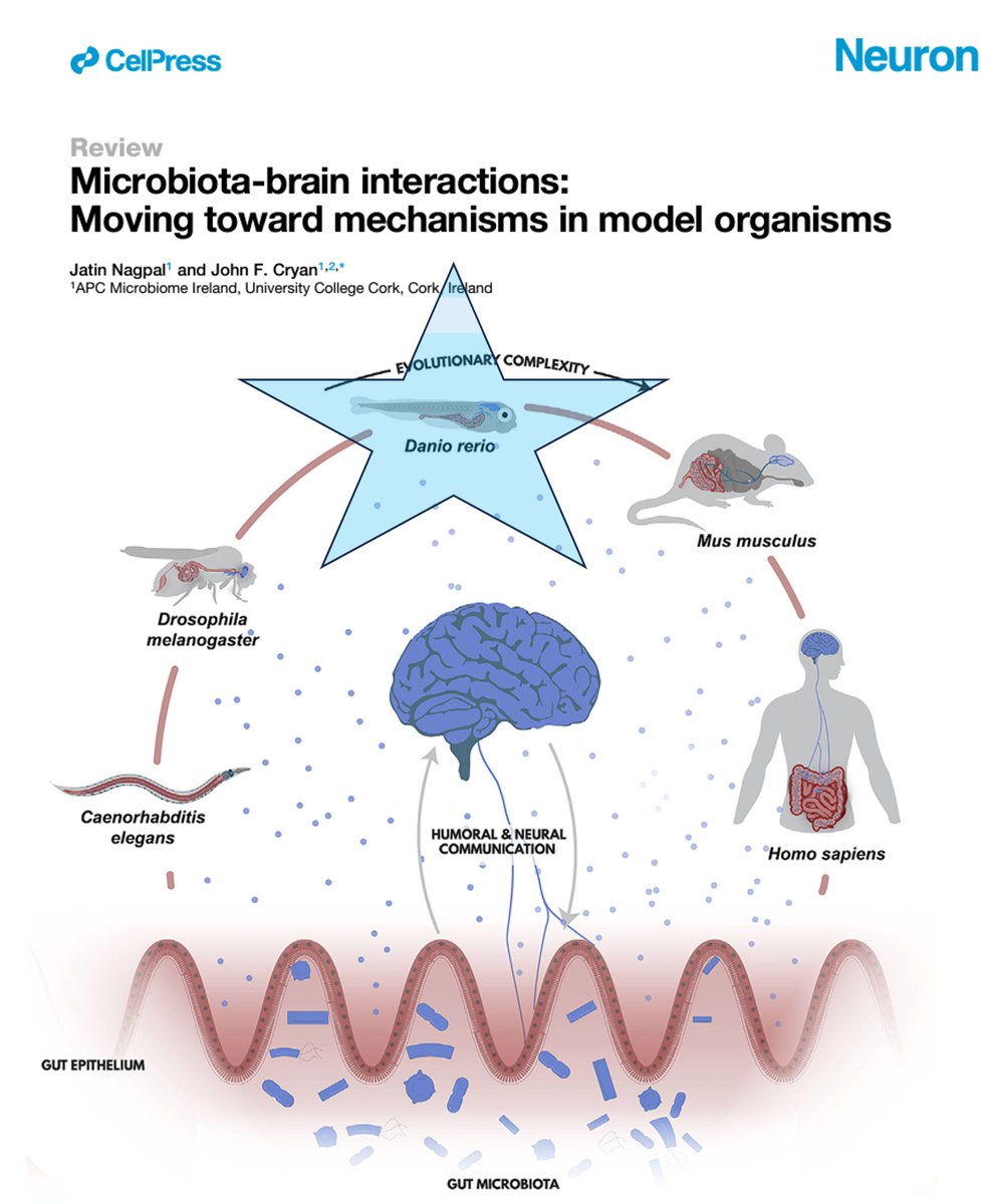 Jatin Nagpal (@jatinnagpal87) on Twitter photo #Hiring for a #PhDposition supervised by me and <a href="/jfcryan/">John F. Cryan</a> ! Investigate Microbiome-Brain Communication in #Zebrafish at <a href="/Pharmabiotic/">APC Microbiome Ireland</a> <a href="/UCC/">UCC Ireland</a>! Submit CV, letter of motivation and summary of relevant research experience as a single pdf to NagpalLab@ucc.ie by March 22! Please RT.🧠🦠🐟 #Hiring for a #PhDposition supervised by me and <a href="/jfcryan/">John F. Cryan</a> ! Investigate Microbiome-Brain Communication in #Zebrafish at <a href="/Pharmabiotic/">APC Microbiome Ireland</a> <a href="/UCC/">UCC Ireland</a>! Submit CV, letter of motivation and summary of relevant research experience as a single pdf to NagpalLab@ucc.ie by March 22! Please RT.🧠🦠🐟