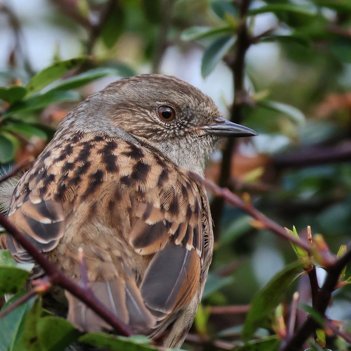 Lill Dunne tweet media