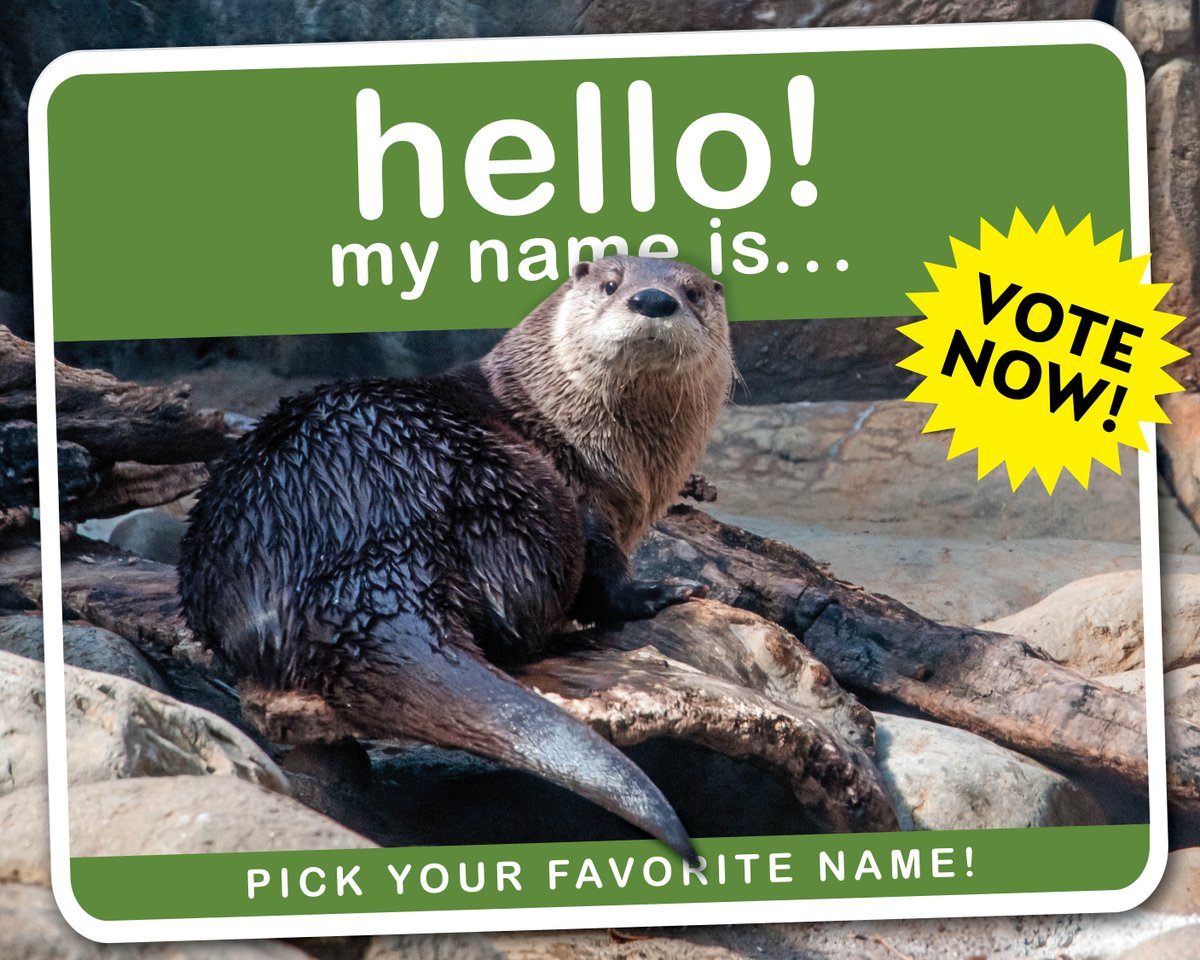 POLL: Otter name finalists! 🦦 We asked YOU to submit suggestions by signing up to Adopt an Animal. We got some great submissions: some funny puns that made us laugh, and some submissions honoring loved ones that warmed our hearts. Vote now thru March 8 maymont.org/otter-poll/