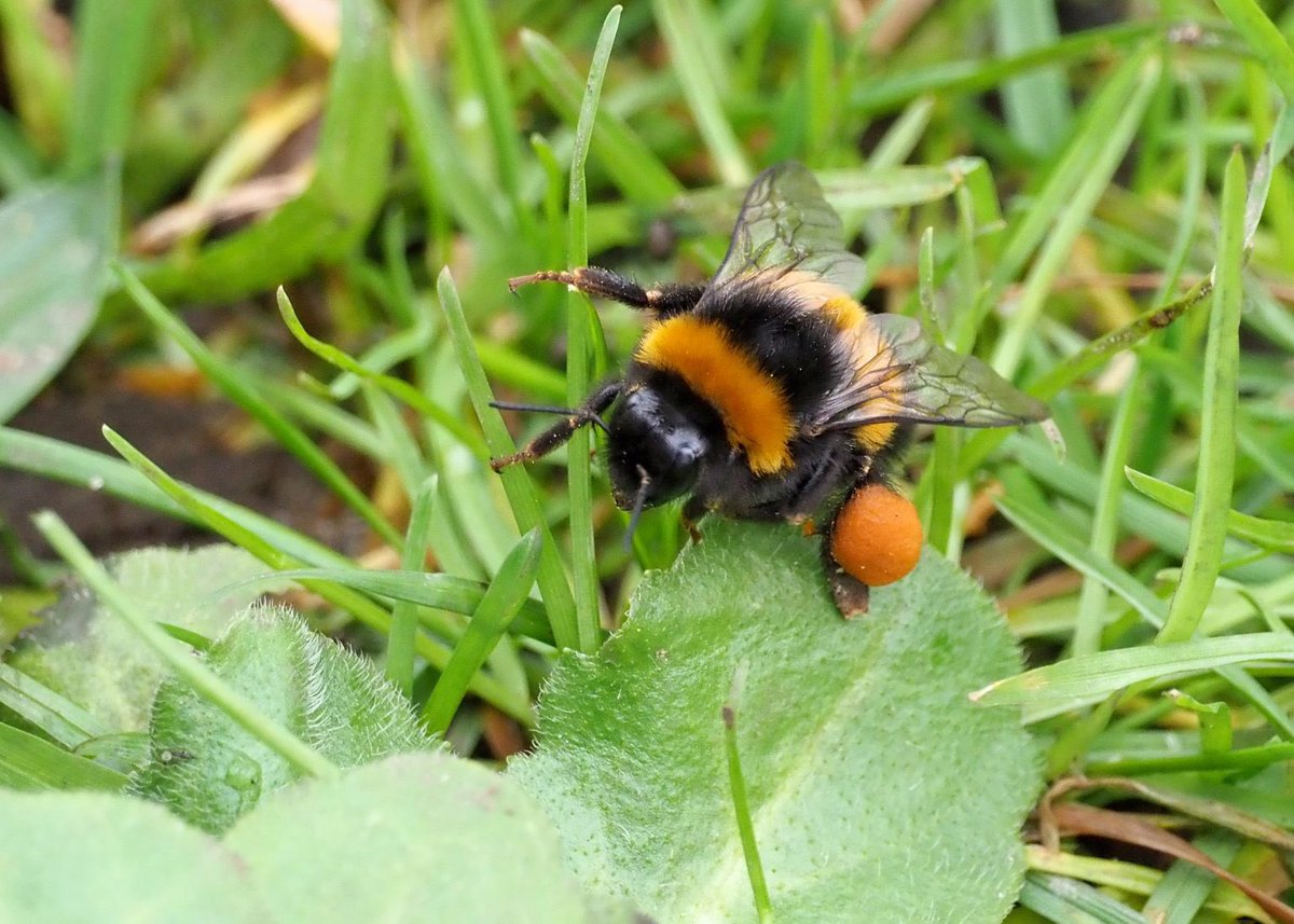 The report from our guided walk around East Wickham Open Space is now on our website. Have a read here: group.rspb.org.uk/bexley/news-bl… #welling #plumstead #bexley #greenwich @DiscoverWelling