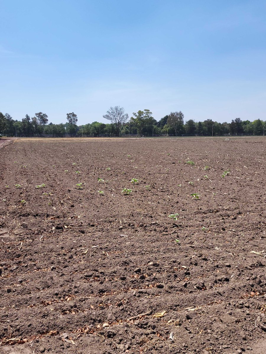 dataverseorg's tweet image. #Dataverse2024 
A Beautiful campus awaits your safe arrival @CIMMYT 

#community #openscience #software