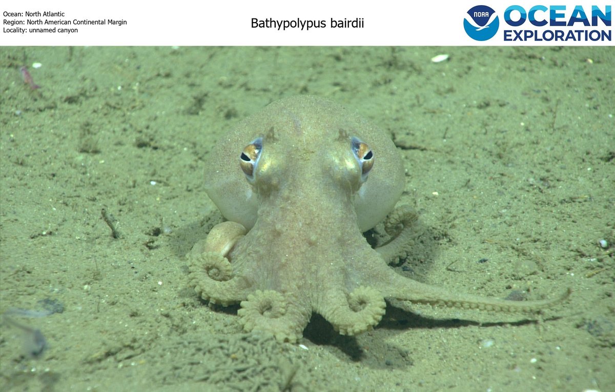 Animals like snails, clams, & scallops belong to Phylum Mollusca. DYK an octopus does, too?! So, if you want to look up one in our Benthic Deepwater Animal Identification Guide, you'll find it under 'Mollusca.' Try it: ncei.noaa.gov/maps/benthic-a…

Happy #OctopusFriday! #benthicID