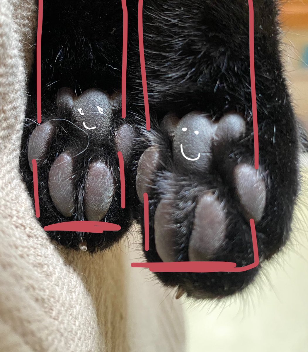 Yeji’s paws :) credit my wife for cute or scary AF :)