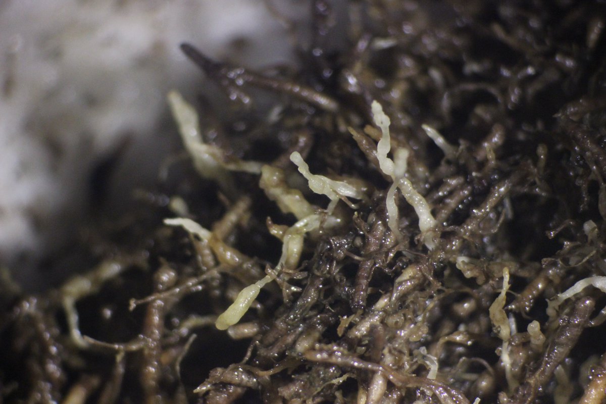 A sure sign of spring is an uptick in bermudagrass golf greens coming into the lab! Diffuse yellow patterns on the green as it transitions out of dormancy often are a sign of nematode pressure on new roots. Here root-knot nematode is colonizing the new root growth. #MSUext