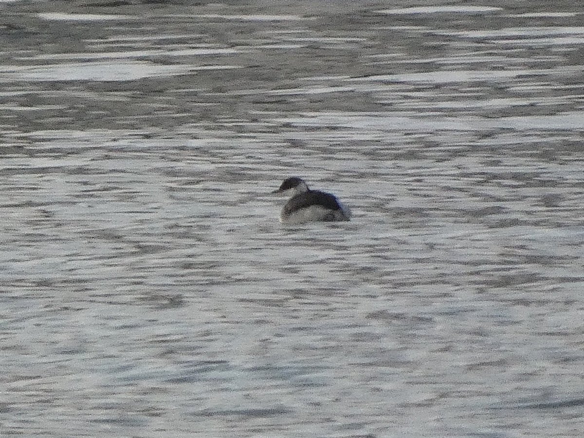 February ended in good fashion with 19 waxwing further complimenting an already excellent back end of month at the closing stage. 108 sp at the coastal strip, highlights included cetti's, nordic jackdaw, black redstart, water pipit, white wagtail, plus slav grebe (pers <a href="/LucyMurg/">Lucy J Murgatroyd</a>)