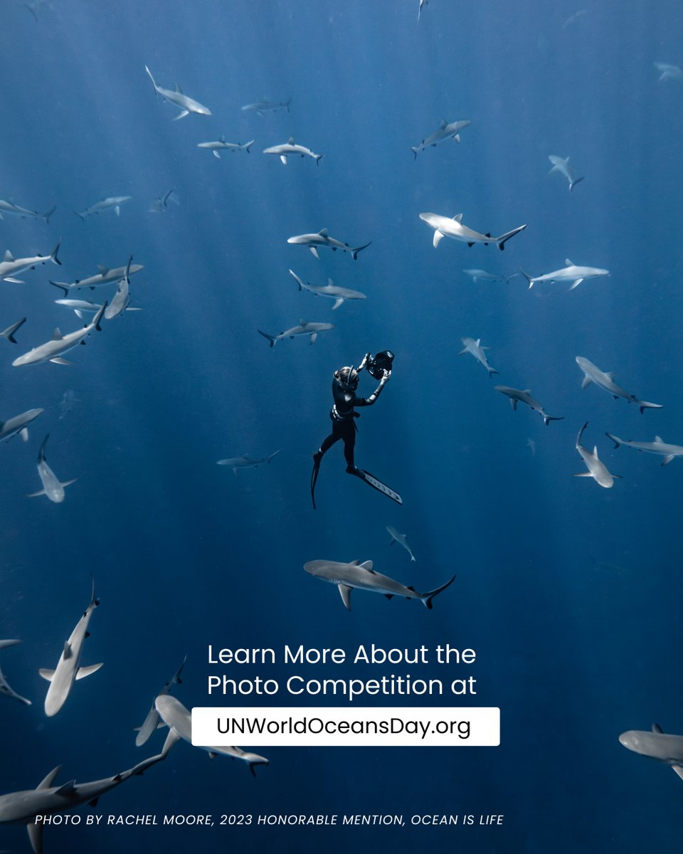 Big Announcement! Submissions for the 11th Annual Photo Competition for #UNWorldOceansDay are open today through 7 April 2024! Head to unworldoceansday.org/photo-competit… to learn more & enter now. In collaboration with @DivePhotoGuide @undoalos @IocUnesco @PlaneteNAUSICAA @UNDESA @UNOHRLLS