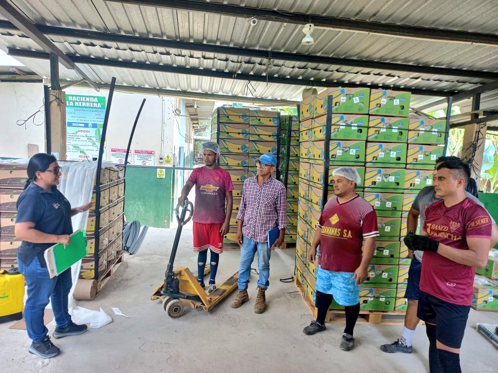 Agricultura_CZ7's tweet photo. #ElOro | Capacitamos a través de los técnicos #PIATER del componente de banano, en temas como: Medidas de bioseguridad para prevención de ingreso del FOCR4T, levantamiento de calendario de siembra, proyección de cosecha, auditoria de campo y recomendaciones fitosanitarias 👩‍🌾🧑🏻‍🌾🌱 https://t.co/U41hC4xnTV