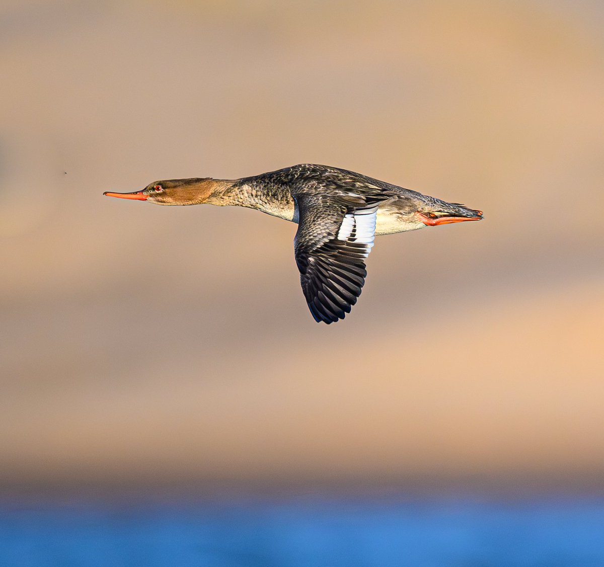 A female Red-breasted merganser against the dunescape of Forvie National Nature Reserve Aberdeenshire #naturelovers #naturelover #NatureGoneWild #BirdsSeenIn2024 #merganser #TwitterNatureCommunity #TwitterNaturePhotography