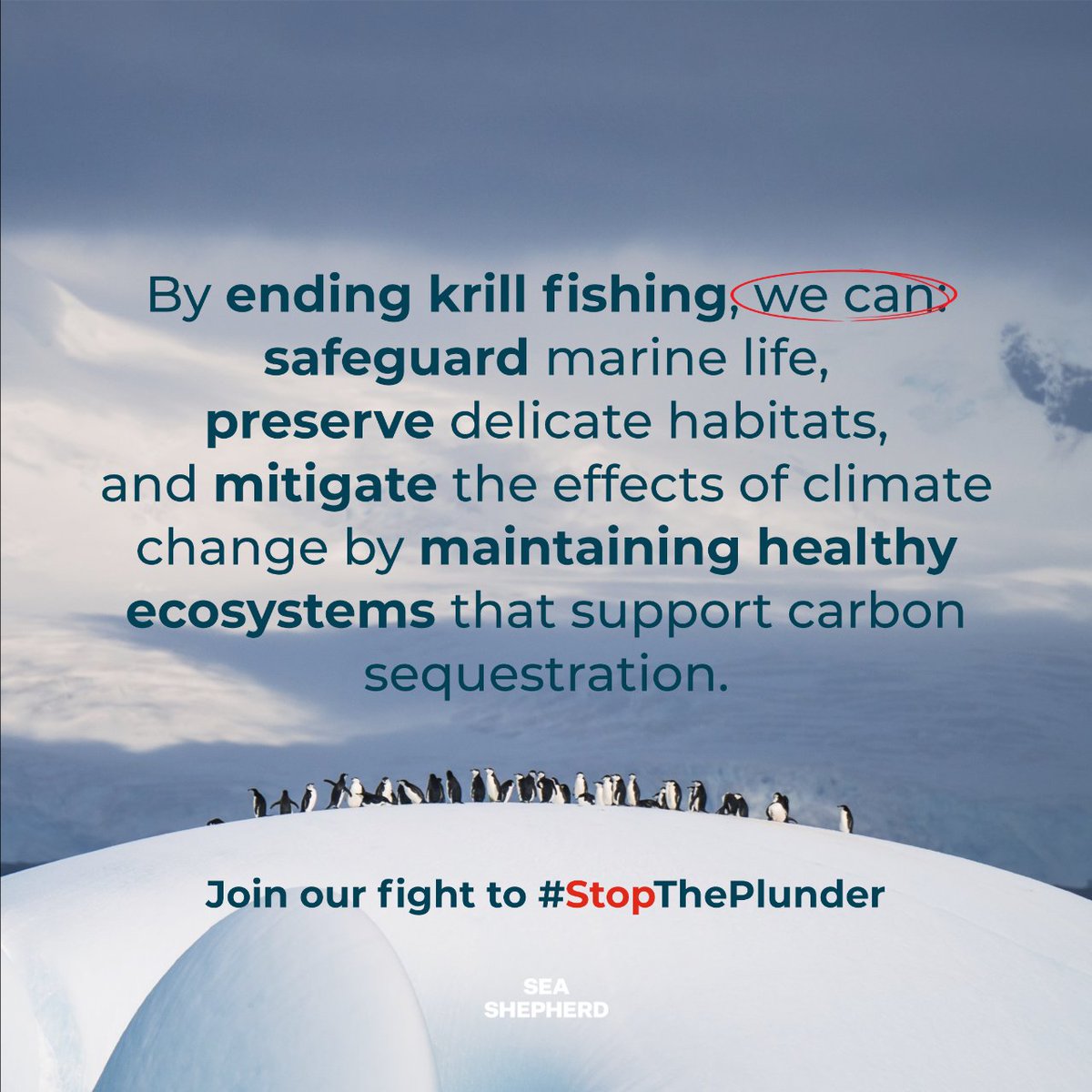 Join the fight to #StopThePlunder and protect marine life from colossal krill trawl nets. Together, we can preserve delicate ecosystems and combat climate change! 🌊 👉 take a picture of krill-containing products in your local stores and submit them here: seashe.ph/KrillInvestiga…