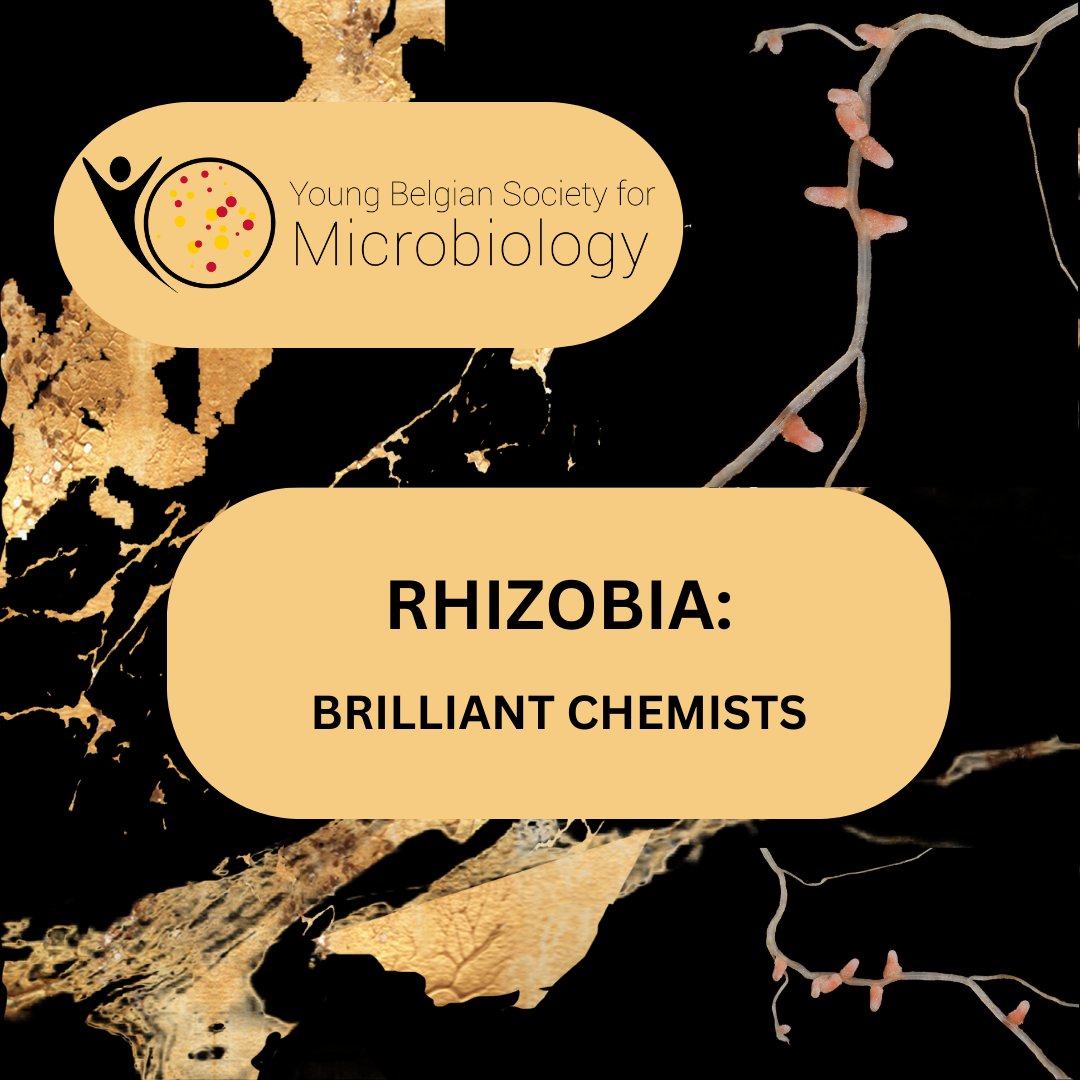 Meet our microbe of the month #Rhizobia: nature's brilliant chemists! 🦠🧪 These remarkable microbes form symbiotic relationships with plants as they fix nitrogen, promoting sustainable agriculture.🌾Want to know more? Read our article using this link: eoswetenschap.eu/natuur-milieu/…