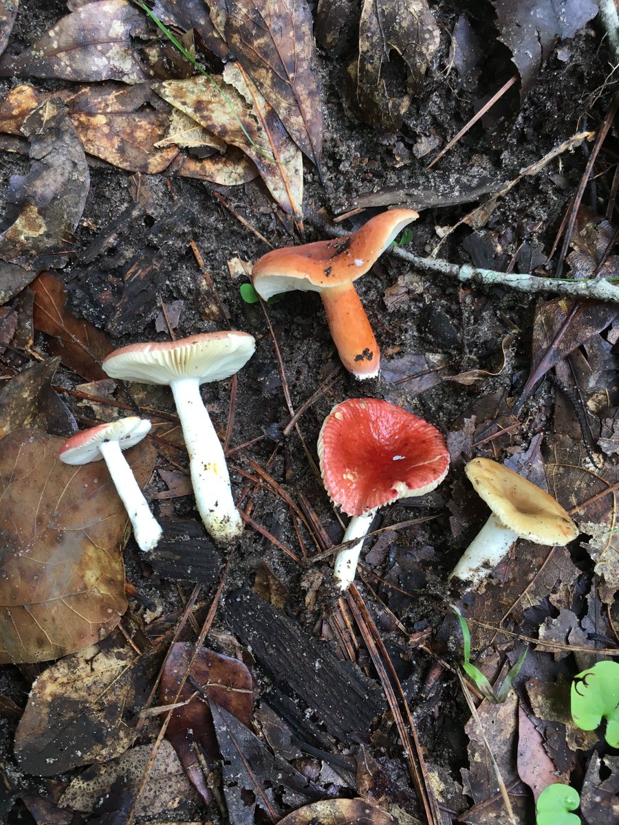 Miro's study internship supported by the @FulbrightPrgrm scholarship just started. Six month in Matthew Smith´s Lab ahead! The goal is to analyze as many Murrill´s Russula type specimens as possible. Wish us luck! @UF @UFPlantPath