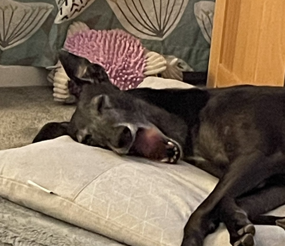 #houndsoftwitter last weekend we had to say a very unexpected goodbye to our Twixy dog. It’s been hard but lovely still seeing all of the amazing hound accounts I follow. Always love you Twix-a-doofus