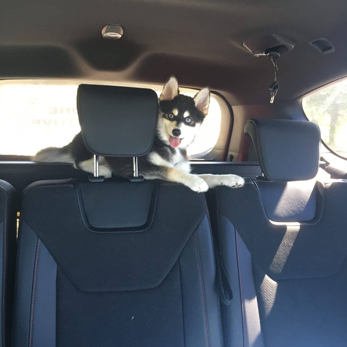 Alison Van Uytvanck tweet media