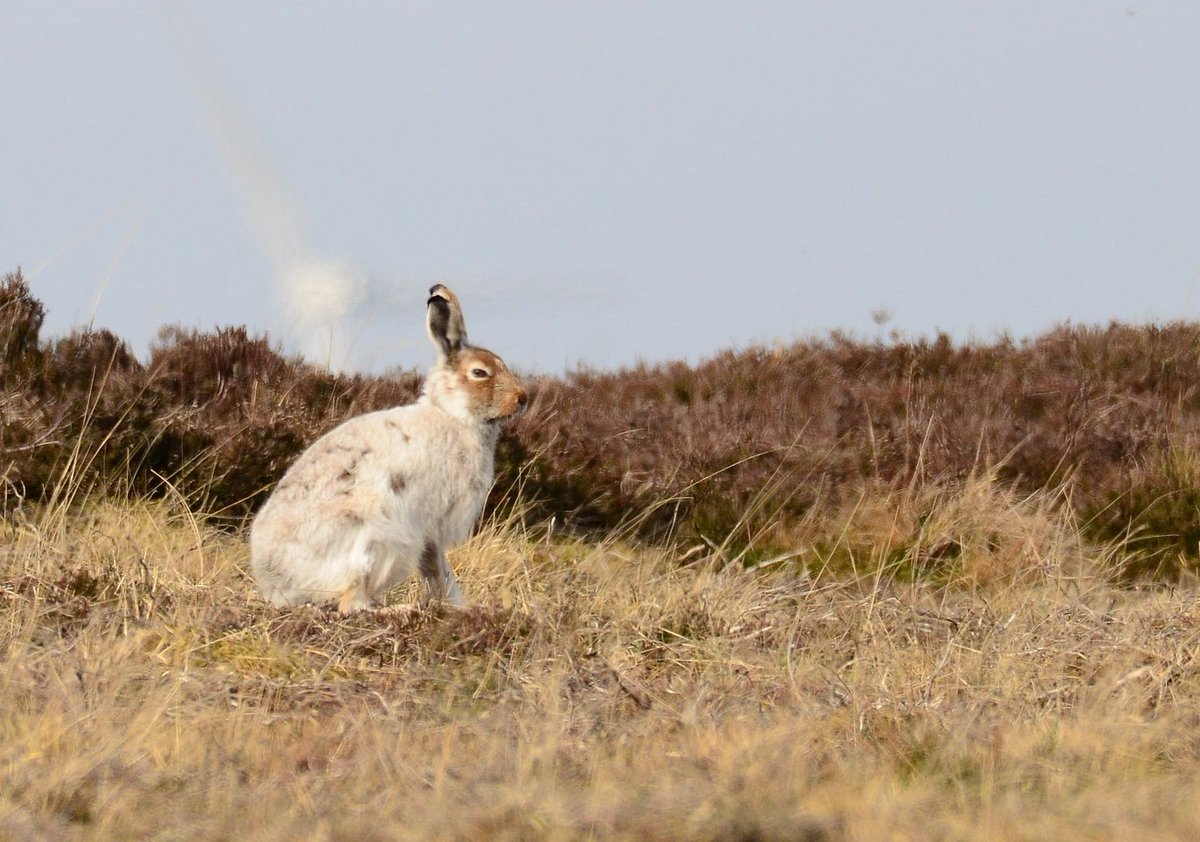 Mountain hares (Lepus timidus) taken around the Faseny Cottage area of the Lammermuir Hills, East Lothian. Often exposed and vulnerable through lack of snowfall but now protected thanks to @scotgov. #NationalMountainHareDay @labmammalgroup @HPT_Official