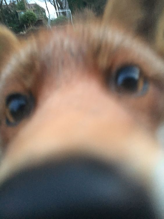 mond_akko's tweet photo. Raposas sendo bobinhas! uma Thread dedicada à estas criaturinhas ★-｡oﾟ｡🧷 https://t.co/RRSbr1BhUZ
