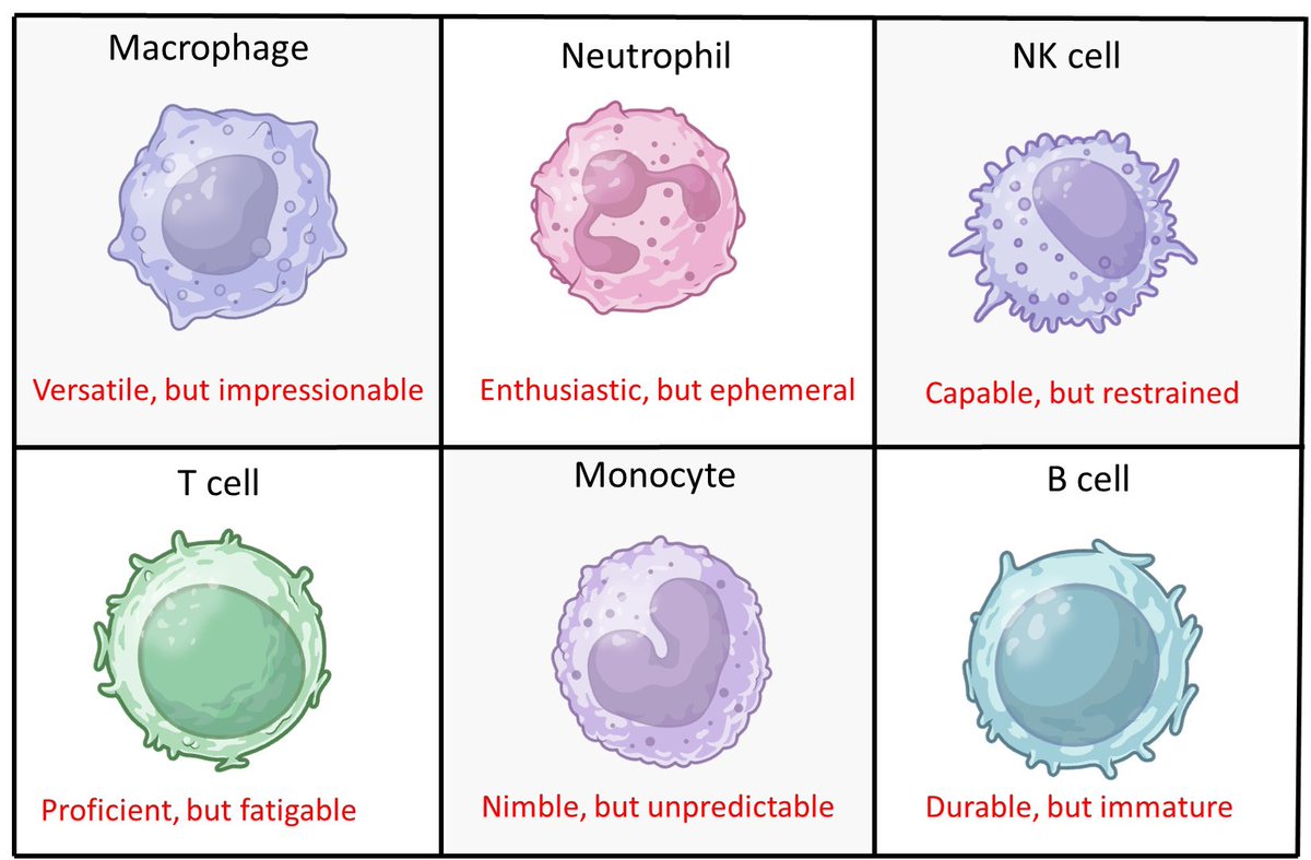 If immune cells had personalities…