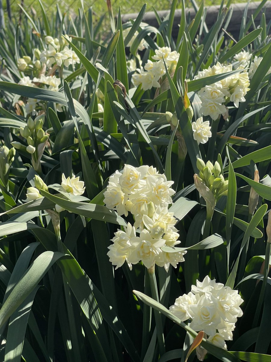 Well none of the purple survived but really love them all but these blues 🥰 the alliums u can see in top left corner should start their large white blooms soon <a href="/SjCattledog/">SJZ #RipEmber + Silver 🐶🐺🌈</a> <a href="/Yellowonetsy/">Yellow Dog Antiques RIP Bella & Avi</a> @boganella1 <a href="/seasicksheep/">bunnie g</a> <a href="/mikepoll77/">Miley the Amazon</a> <a href="/MissyElsie/">🏳️‍🌈Mitzi 💜 Dook (RIP)🇦🇺</a> <a href="/1720maryknoll/">Baron on the Bay 🌴☀️🍊🐬</a>