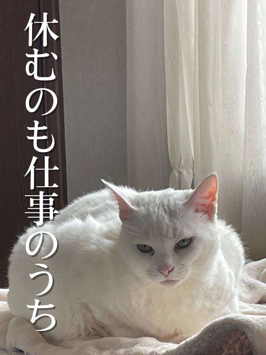 ricasaeki's tweet photo. 今日の標語にゃーん https://t.co/EAQDSjQhIB