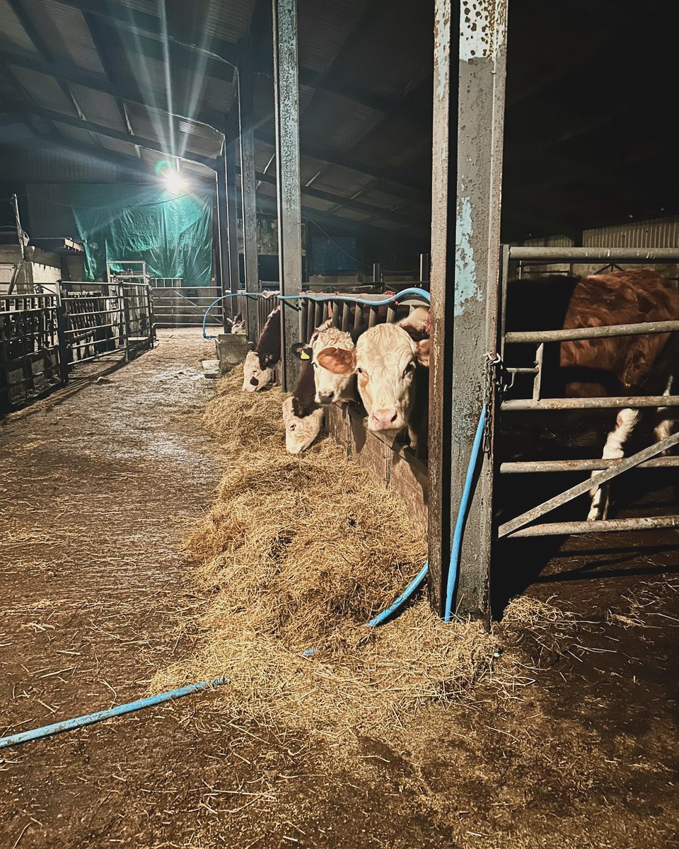 bernardsfarmuk's tweet photo. Another busy week done. So glad itโs the weekend & time to relax (Ha Haaaaa!) ๐ฅฑ ๐ ๐ฉโ๐พ ๐ช
#Cows #Herefords #EatSleepFarmRepeat #TenantFarmer #FirstGenerationFarmer #UplandFarming #Ma https://t.co/pafP9OhRdP