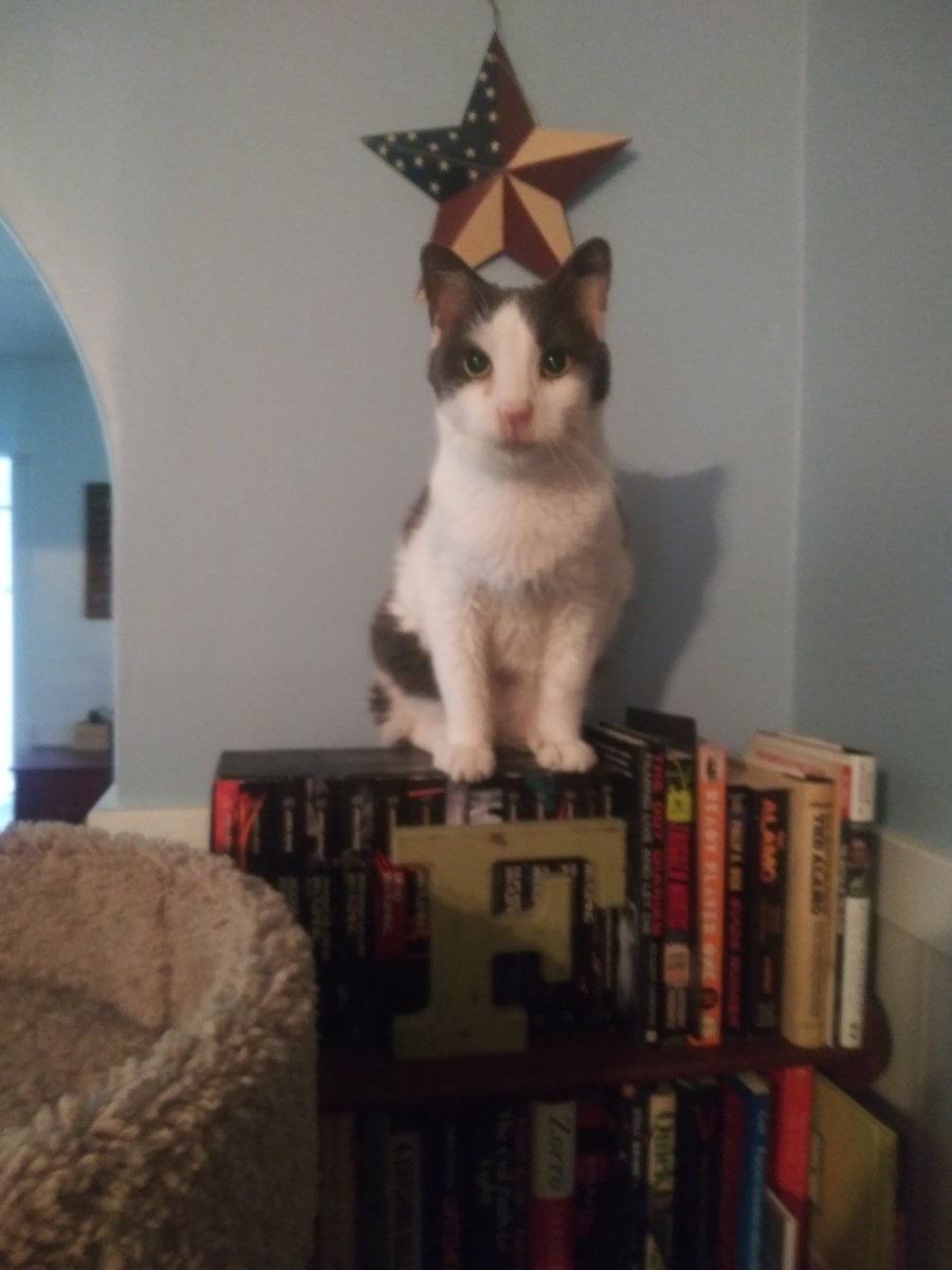 FIP treatment day 23/84

Your purchase will go directly to Orion's medical expenses.

#cats #CatsOfTwitter #CatsAreFamily #CatsLover #CatsOnTwitter #CatRescue #buyitdontstreamit #help #ilovecats #SaveOrion #catnap #FIPcats #BandcampFriday
