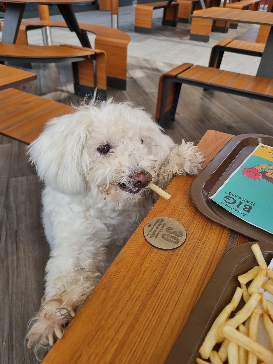 azexpress's tweet image. @jonstewart We had to put our dog to sleep. Because of cancer one of the hardest things I have ever done.   #Tulo