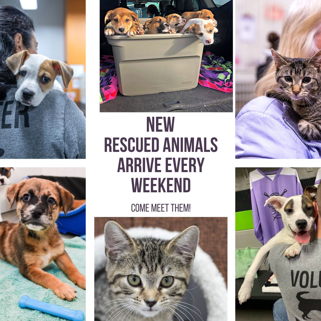 WrightWayRescue's tweet photo. https://t.co/SdXjf6iDW4