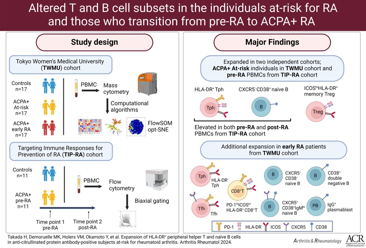 Expansion of HLA-DR+ Tph cells and CXCR5−CD11c−CD38+ naive B cells in a cohort of ACPA+ individuals, incl. those who developed inflammatory arthritis &amp; classified RA, supports a key role of these cells in transition from pre-RA to classified RA

In A&amp;R
loom.ly/dGY3Ezk