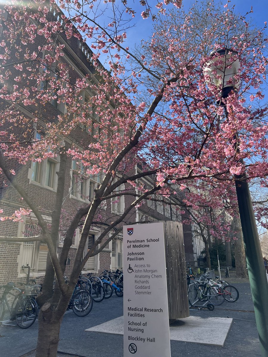 Spring slowly arriving on campus flowers 🌸 @Penn @PennMedicine