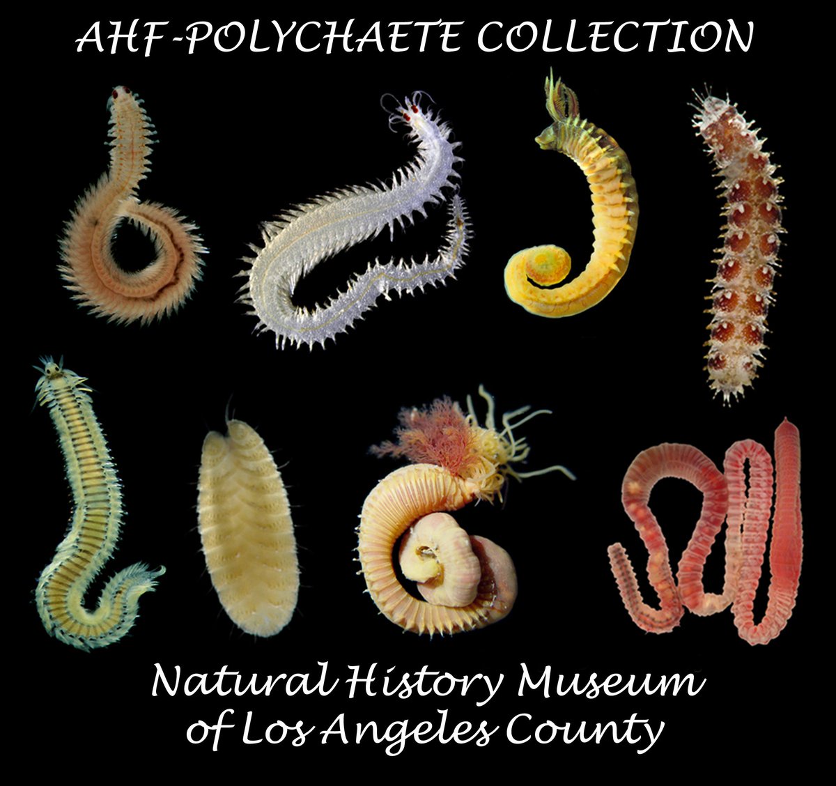 The Polychaete Section <a href="/NHMLA/">Natural History Museum of L.A. County</a>
has 3 US$1000 awards just for polychaete students as part of our Student Collection Study program. Next deadline is April 1 so hurry &amp; get them in! Details at nhm.org/student-collec…  Contact me or Kirk Fitzhugh for help applying #polychaete #grant