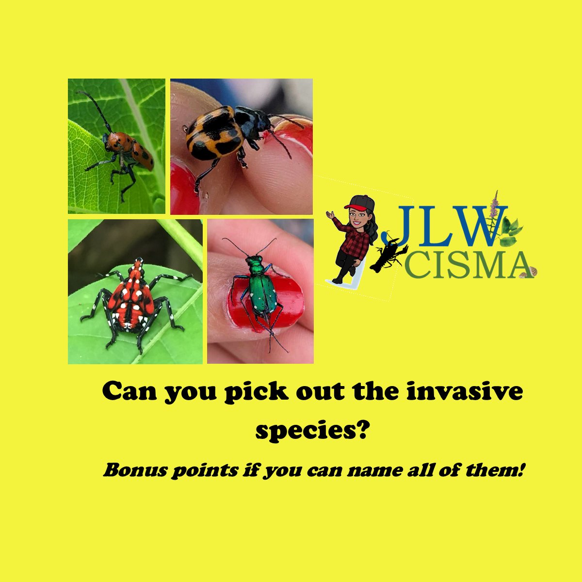 Our final challenge of the week! Can you pick out which insect is the invasive species? Answer will be in the comments later! #InvasiveSpecies #NativeSpecies #NISAW #Insects