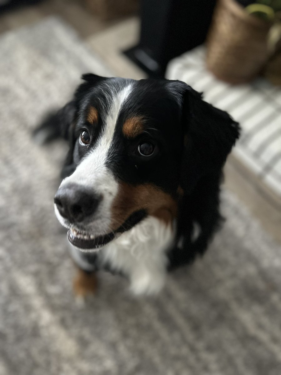 lilpaprikash's tweet image. It’s Nellie Bellies 3rd birthday today and she’s reppin’ the CML jersey for the boyssss in AWC ♥️♥️♥️ #awc #worldofwarcraft #bernese