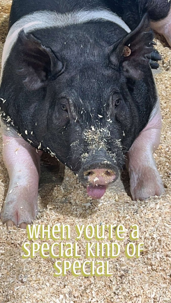 Curtis Bowling tweet media