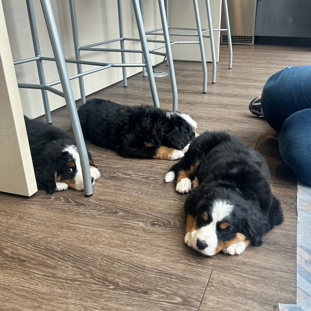⚠️ CUTE PUPPIES ALERT! ⚠️ Our Member Business Services team had an extra special visit from an employee's sister's adorable litter of puppies this week! It was such a fun day filled with lots of cuddles and play time with these fluffy little guys. The visit has even inspired the