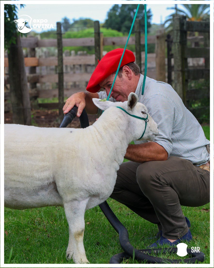 Así se vivió la tarde de la #ExpoOvina, continúan los preparativos de raza Texel.

🐑 #ExpoOvina 
☀ #Rocha