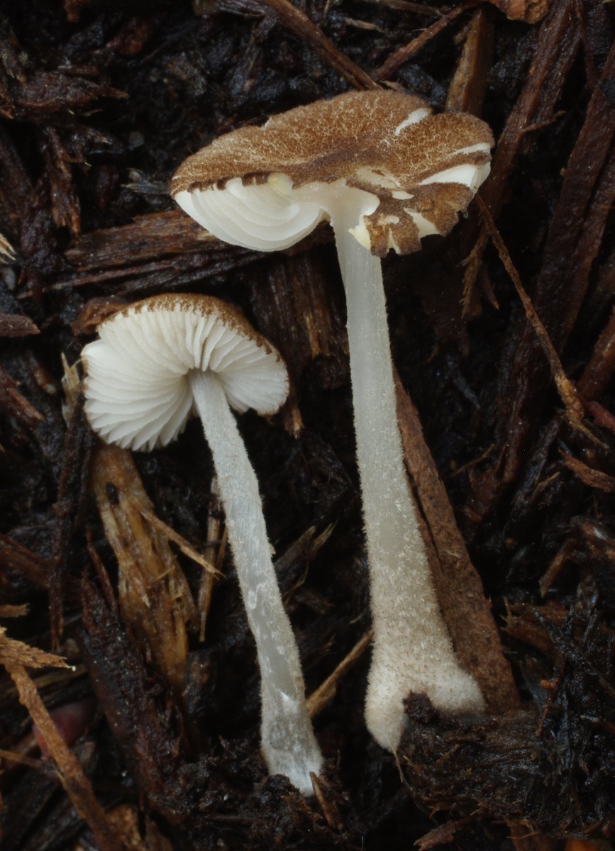 Register now for the March Torrey Talk! 'The family Pluteaceae (Basidiomycota, Agaricales) in North America: a decade of molecular studies' Presented by Alfredo Justo, Curator of Botany and Mycology, New Brunswick Museum March 12th @ 6pm eastern on zoom tinyurl.com/ye26p2mu