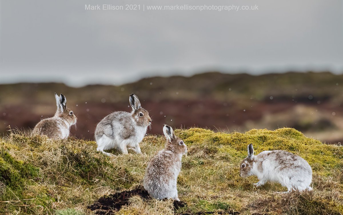 #NationalMountainHareDay @HPT_Official @Natures_Voice @WildlifeMag Getting lucky from a few years ago- four mountain hares in frame at the same time, Derbyshire Peak District