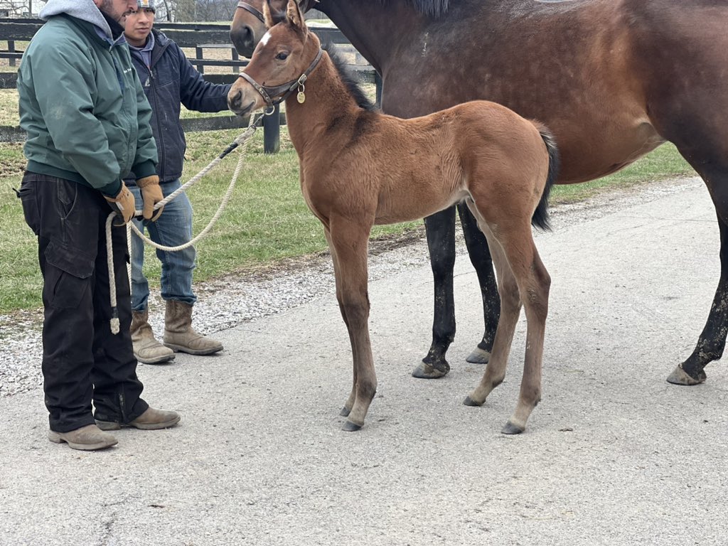 We have a couple of really exciting foals by 1st year sires here. This colt by @WinStarFarm Life Is Good out of Peggy May is just pure class…and he knows it too a 1/2 brother to Tipsy Tammy who runs @fairgroundsnola tomorrow