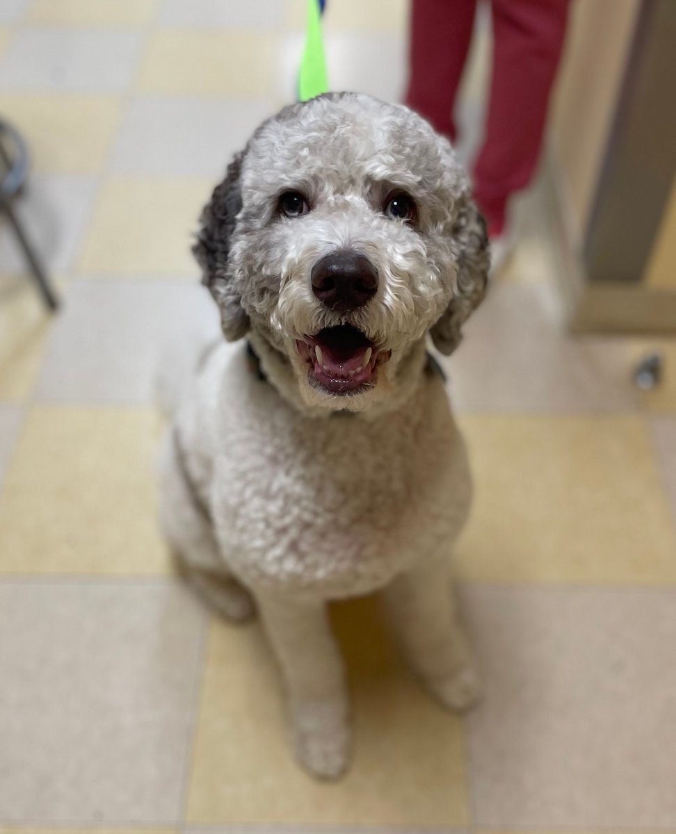 GateCityVet's tweet photo. Does your pet suffer from ear infections and you have to battle to get medications into their ears?

Sadie was diagnosed with a yeast infection in both ears and was treated with a leave in medication that lasts for 4 weeks. This means... NO MORE MEDS AT HOME! https://t.co/l9rDZAmEyi