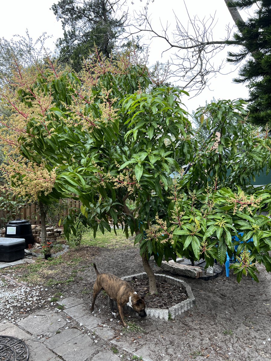 Bandcamp Friday Any purchases help me recoup all the albums I bought already today 😅 tonstartssbandht.bandcamp.com/music Anything leftover does towards dog food + more cool trees & plants to buy at the big sale next weekend. Thank you all ❣️ Also thanks for koalas 🐨 They enrapture me