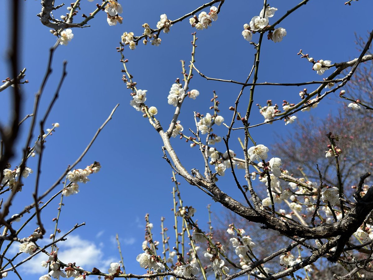 おはようございます 清須に戻ってまいりました そして4月から旦那が東京勤務になり埼玉に帰ることに… 母の施設転居問題 父の介護 長男のブラック企業 嬉しいニュースも！次男の正社員登用決定 色々あるけど頑張ります まずは引越し 仕事探そう… みなさんも頑張ろう〜