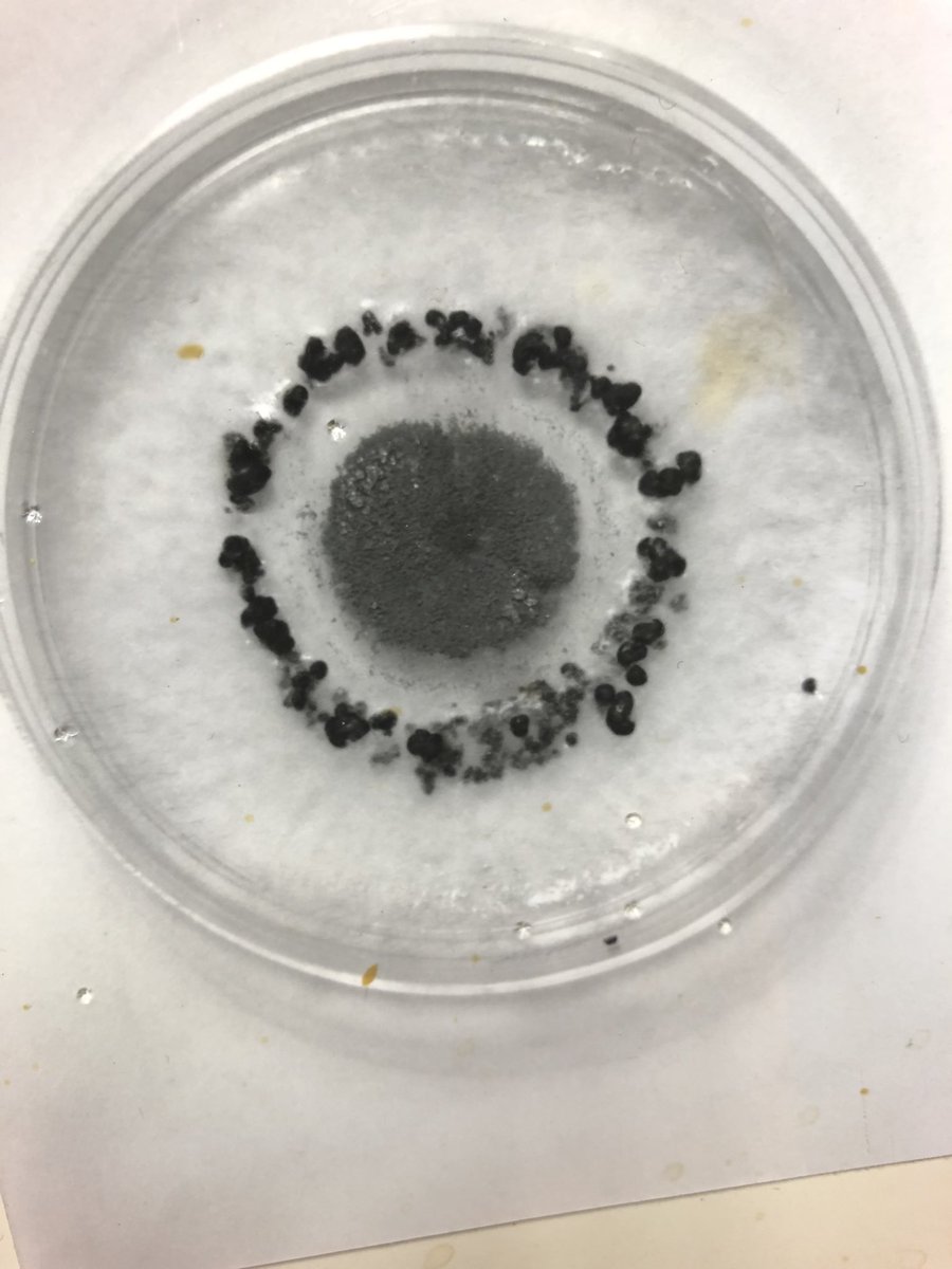 Is this a defense mechanism or a survival mechanism?
Take a look at how a Botrytis cinerea reacted to a Cladosporium sp colony.
The Botrytis surrounded the Cladosporium by making a barrier wall with his sclerotia, thus securing nutrients for itself or keeping his territory safe!