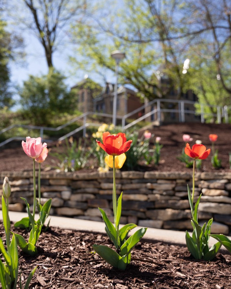 Seton Hill University (@setonhill) on Twitter photo We've made it to spring break! 🌷🥳 Have a great week, Griffins - take some time to relax and rest up, and we'll see you back here soon! #HazardYetForward We've made it to spring break! 🌷🥳 Have a great week, Griffins - take some time to relax and rest up, and we'll see you back here soon! #HazardYetForward