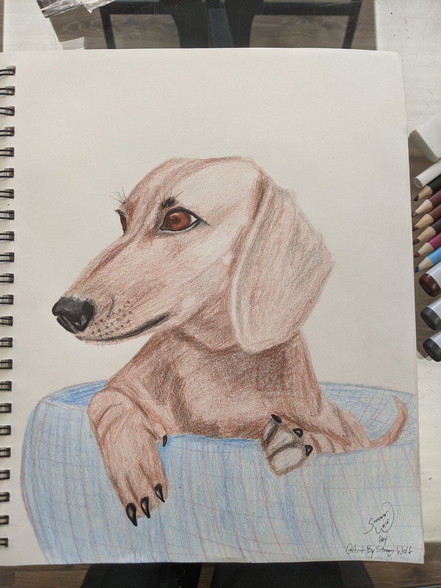 Dog portrait time! #dachshund in colored pencil, with Copic and Emott highlights #petportrait #petportraitcommission #commissionsopen #petbed #browndog